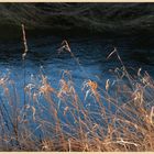 Bowmont Water near Mindrum