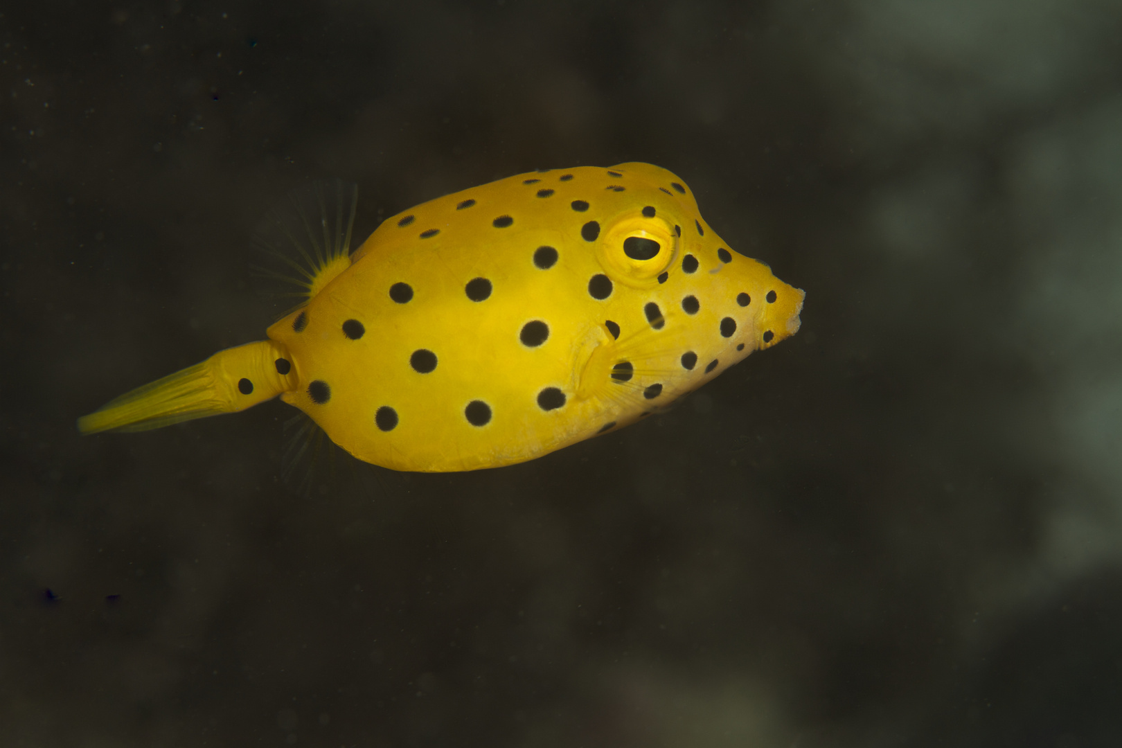 Box Fish  (Kofferfisch Gelbbrauner juv.)