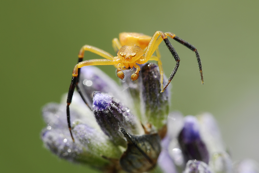 Box-Spinne