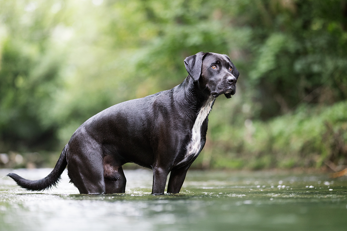 Boxador Apoll im Wasser