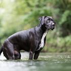 Boxador Apoll im Wasser