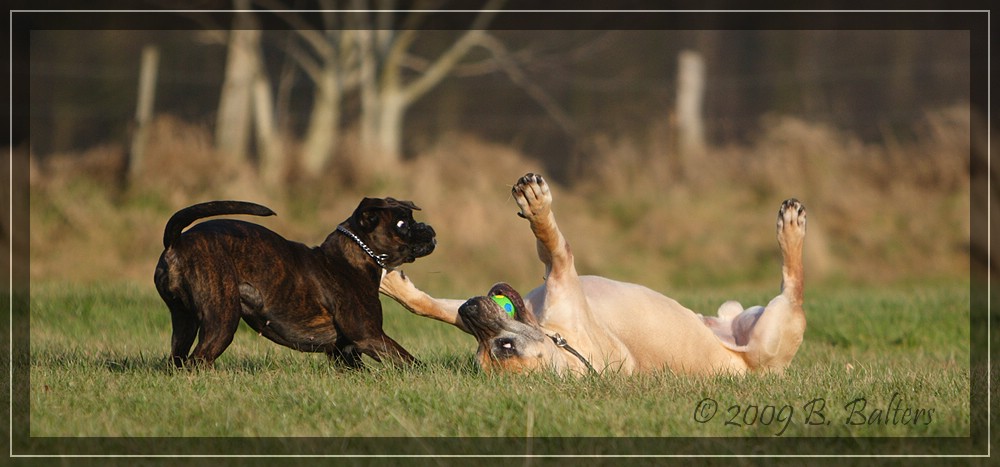 Boxen(r)-Luder und Doggen-Dödel