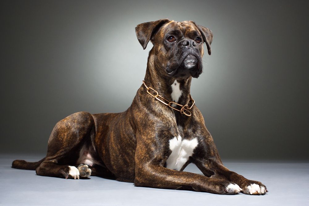 Boxer Foto & Bild tiere, haustiere, hunde Bilder auf
