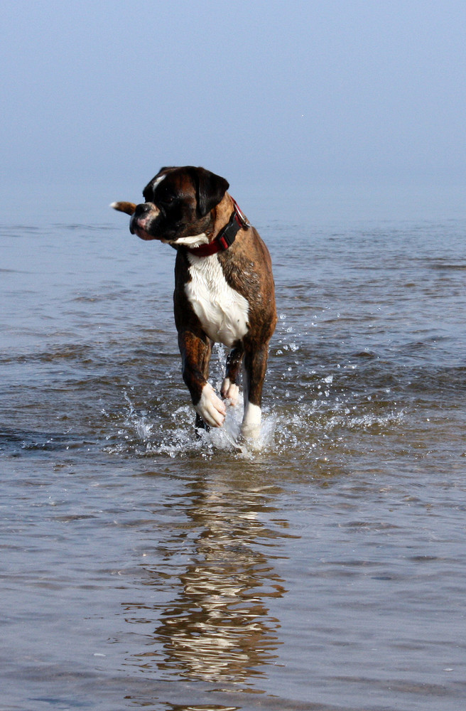 Boxer am Meer von Anke- Köhler 