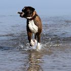 Boxer am Meer