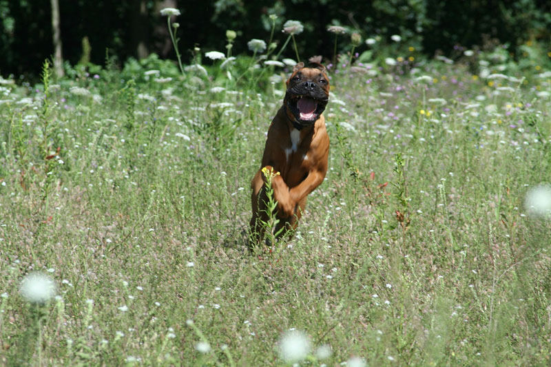 Boxer auf Angriff ;-)