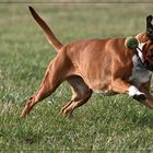 Boxer-Ballett