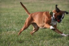 Boxer-Ballett