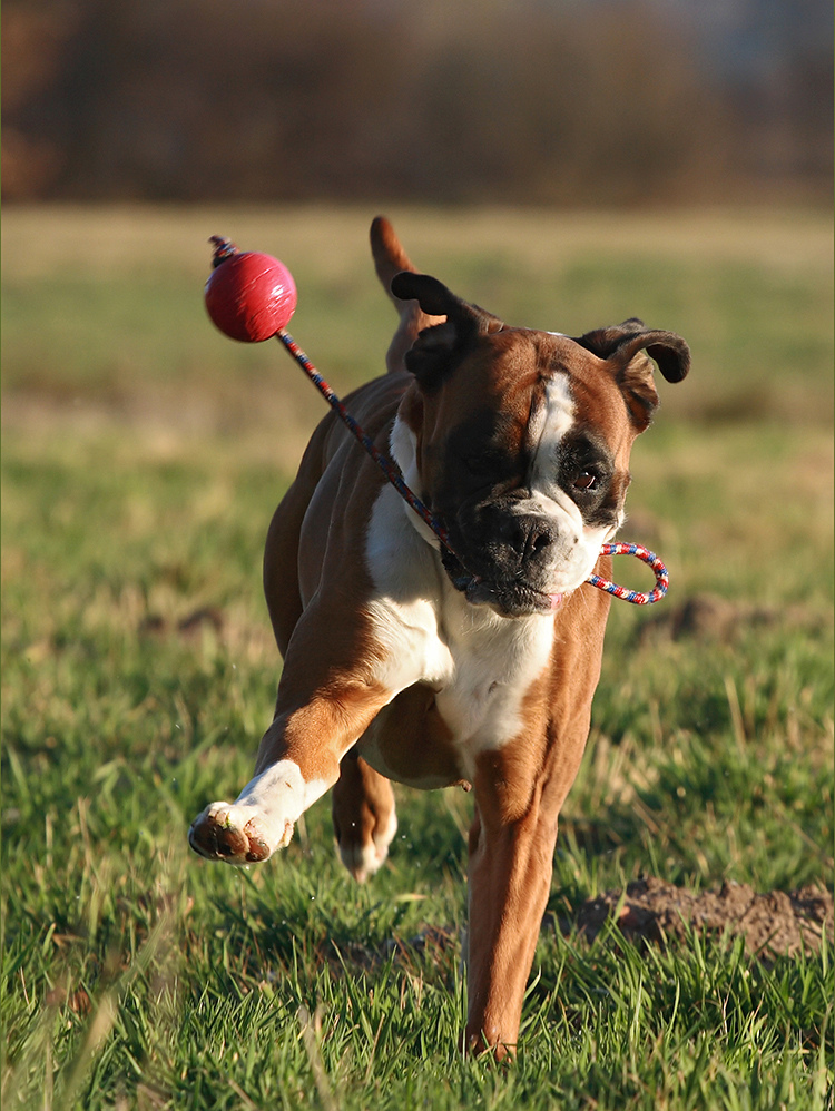 Boxer - Ballett