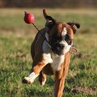 Boxer - Ballett