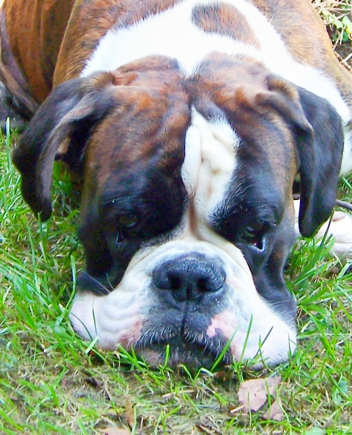 Boxer beim Ausruhen