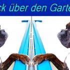 Boxer beim Schnack über dem Gartenzaun