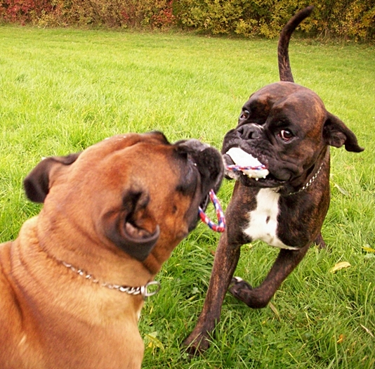 Boxer beim Seilspielen!