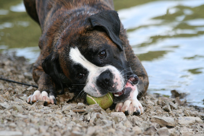 Boxer beim spielen