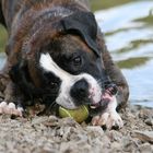 Boxer beim spielen