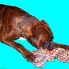 Boxer beim Spielen