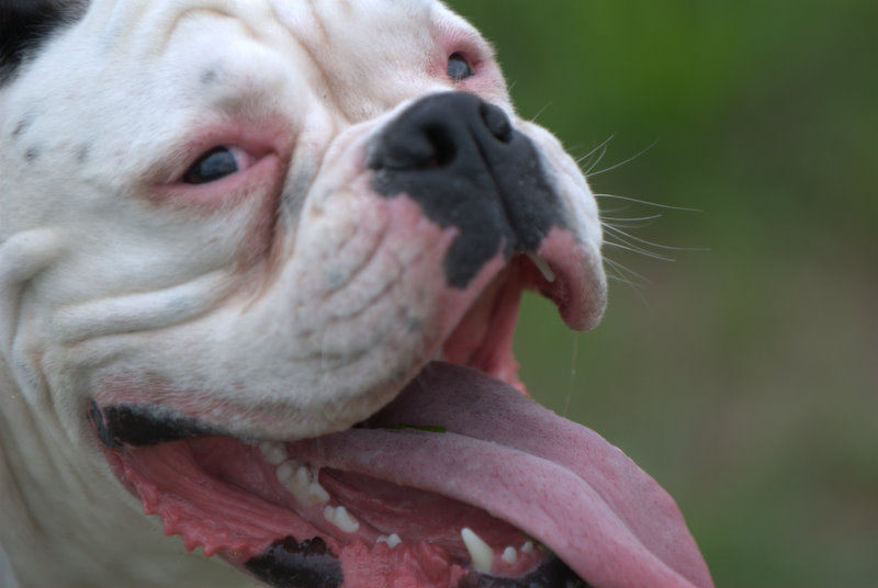 Boxer beim Zahnappel