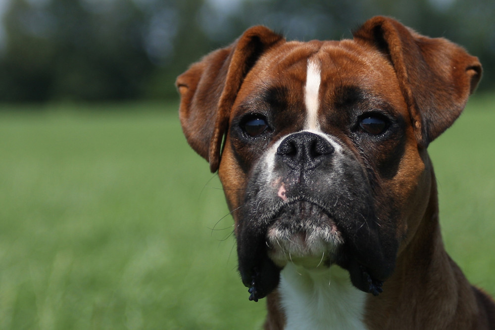 Boxer Betty