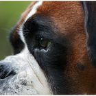 Boxer-Blick.....