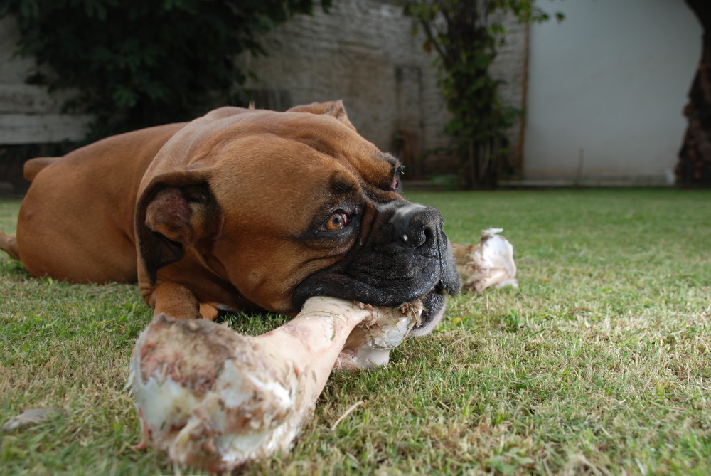 Boxer con su hueso