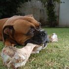 Boxer con su hueso