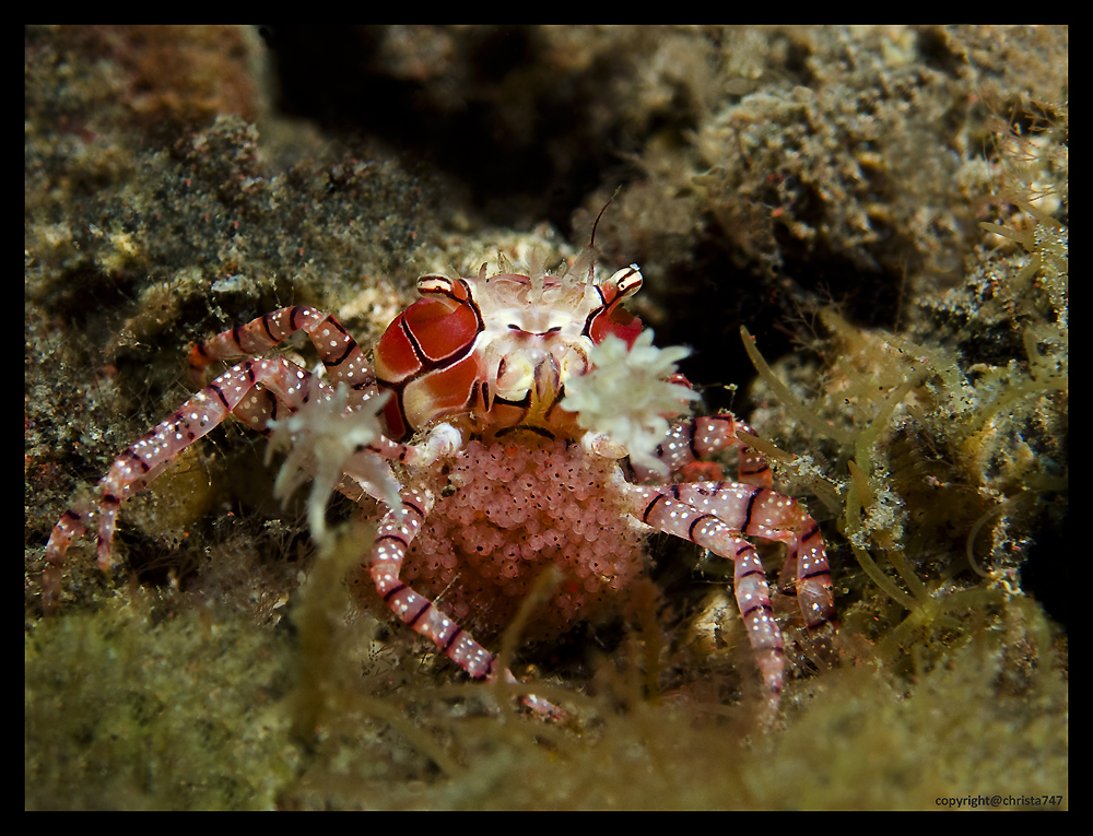 Boxer Crab