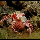 Boxer Crab