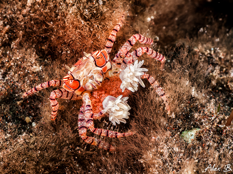 Boxer Crab