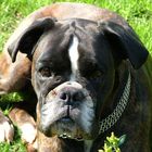 Boxer - die besten aller Hunde