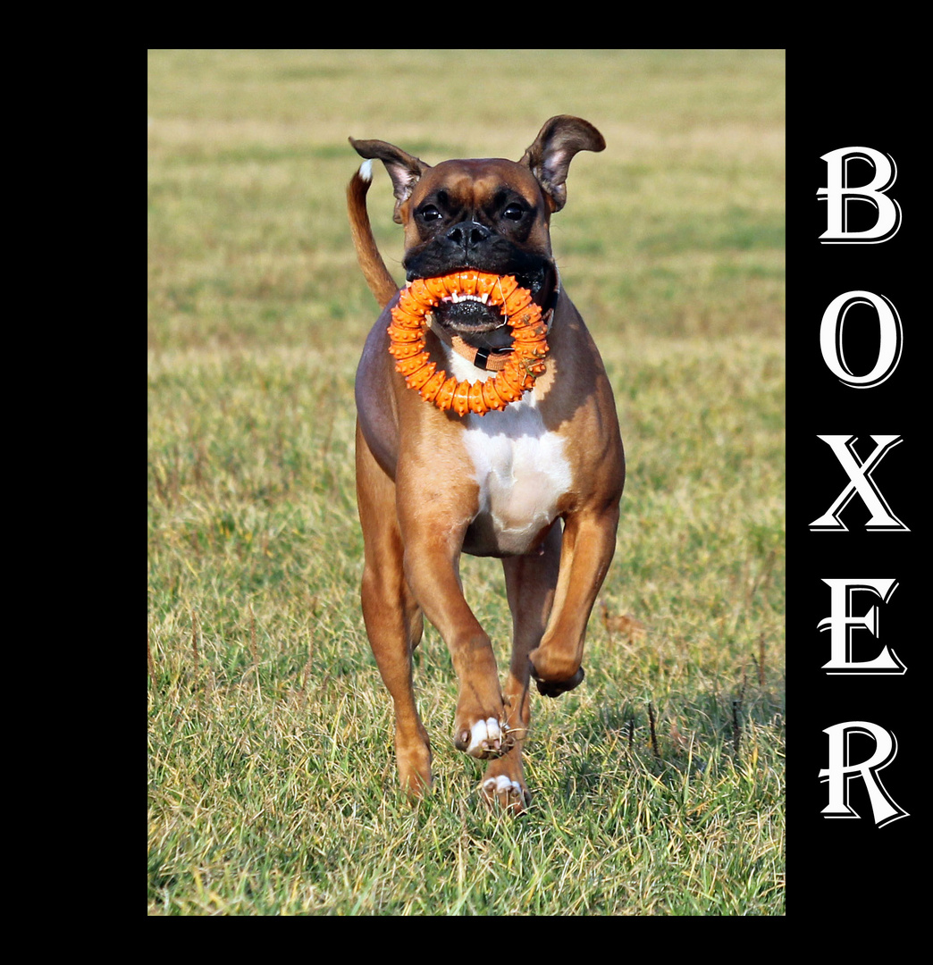 Boxer