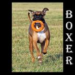 Boxer