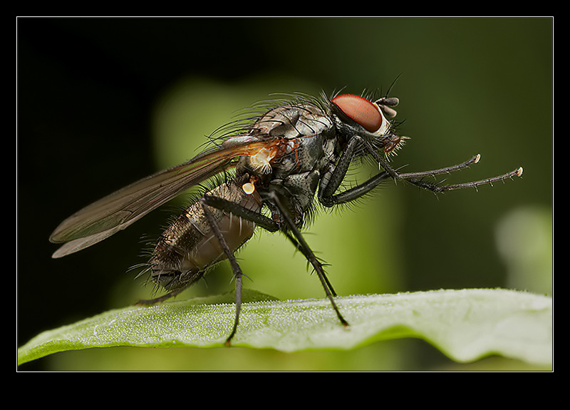 boxer flyweight photo & image animals, wildlife, insects images at