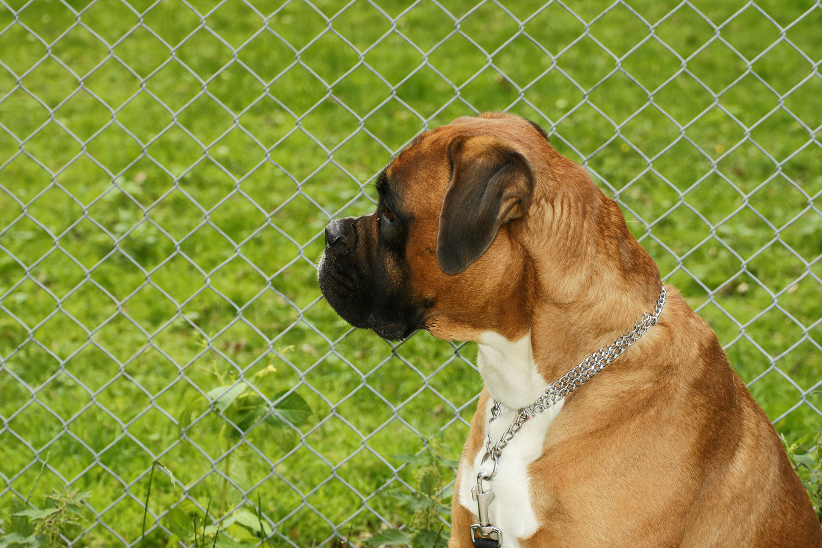 Boxer hinter Gittern