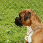 Boxer hinter Gittern