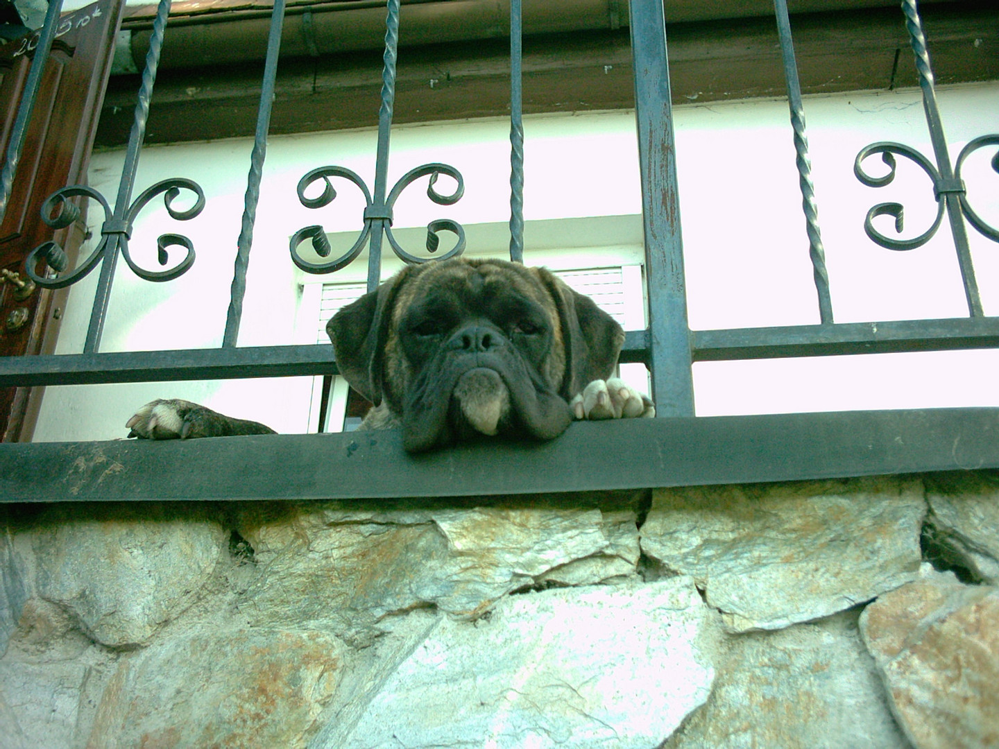 Boxer hinter Gittern