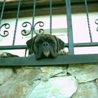 Boxer hinter Gittern