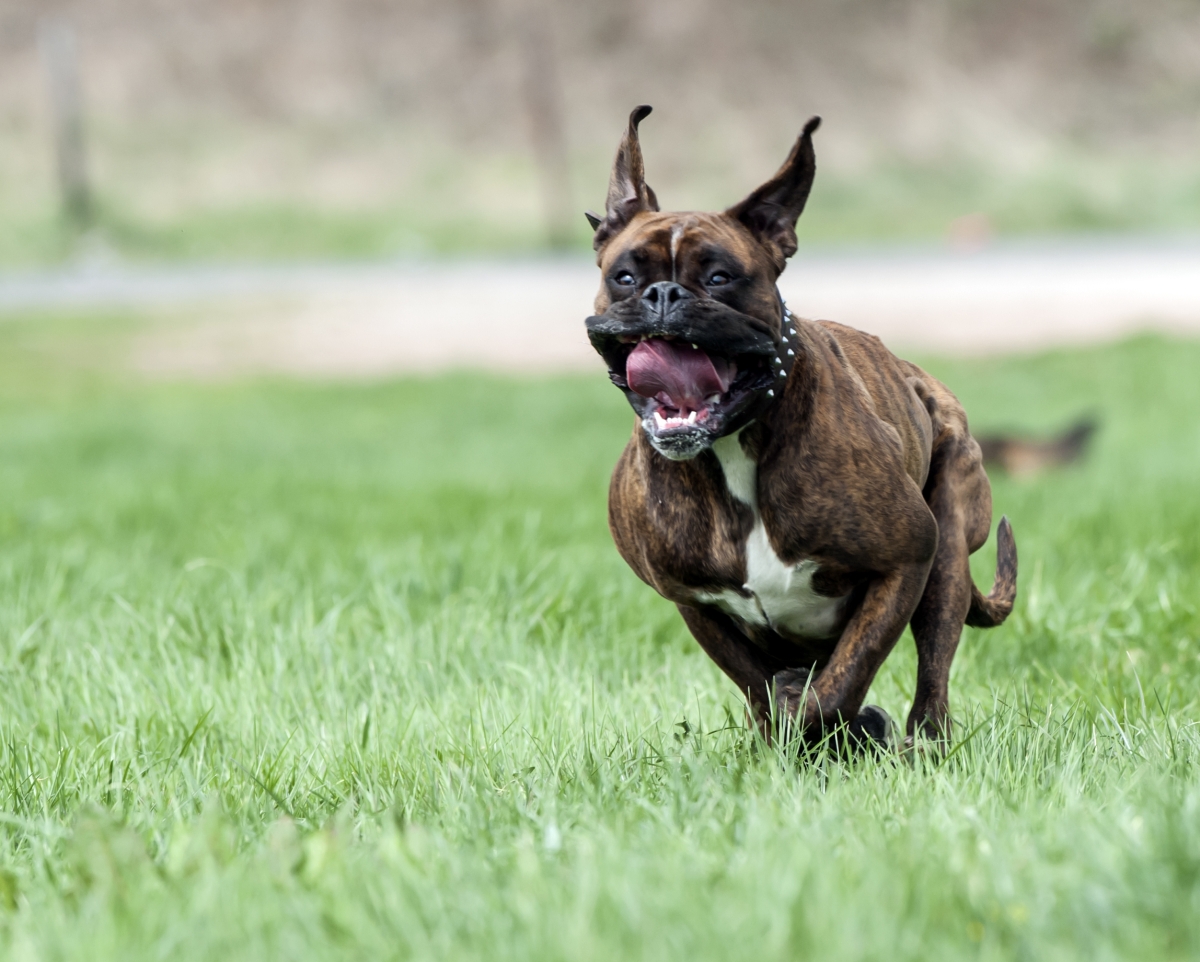 Boxer-Hündin