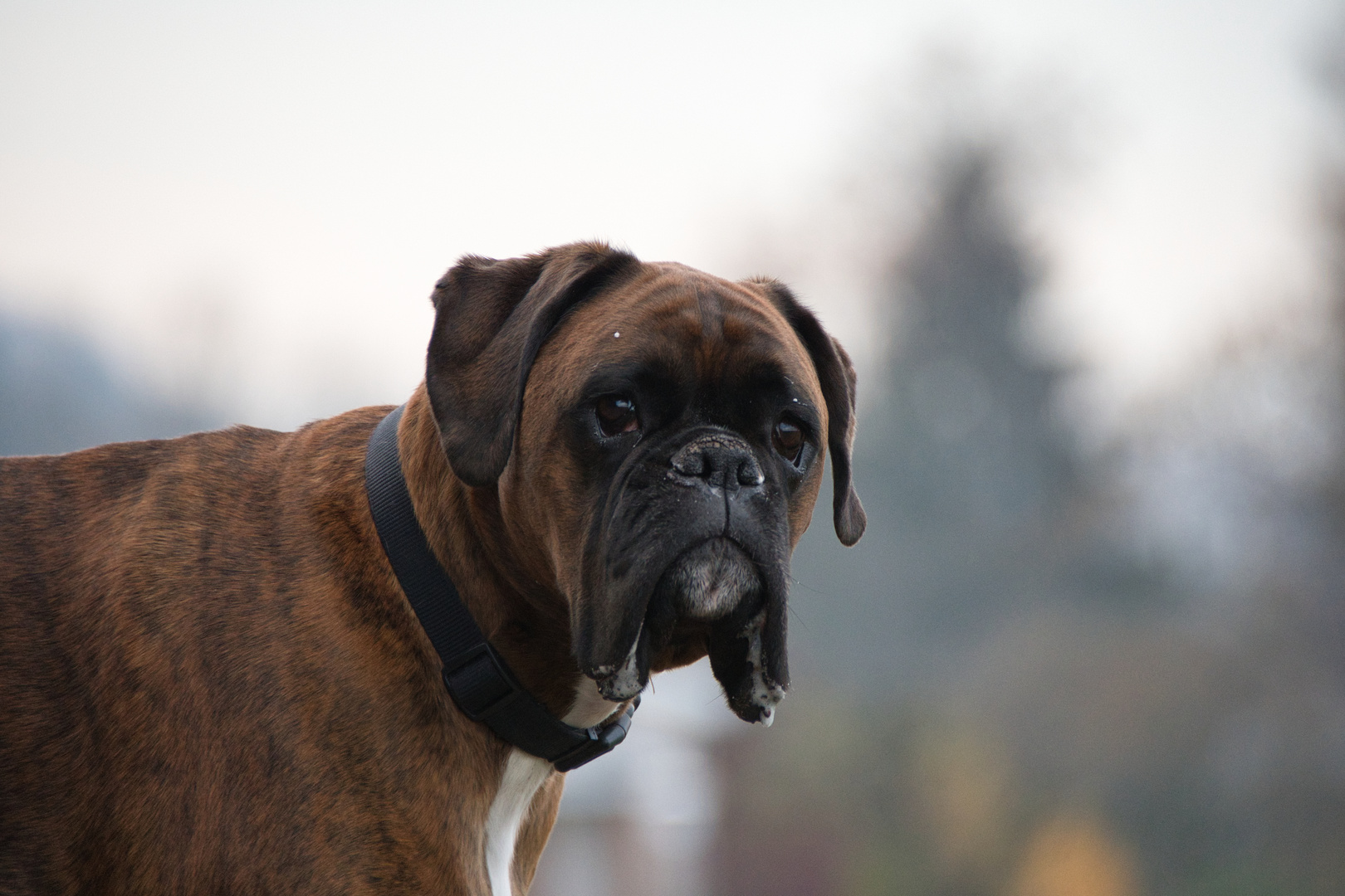 Boxer Hund