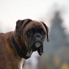 Boxer Hund