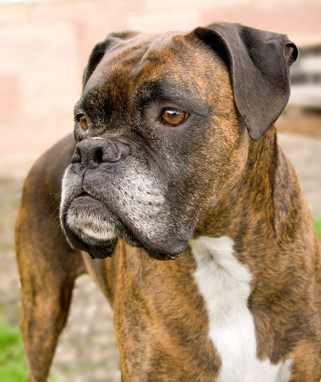 Boxer-Hund Leica (Die Chefin bin ich)