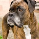 Boxer-Hund Leica (Die Chefin bin ich)