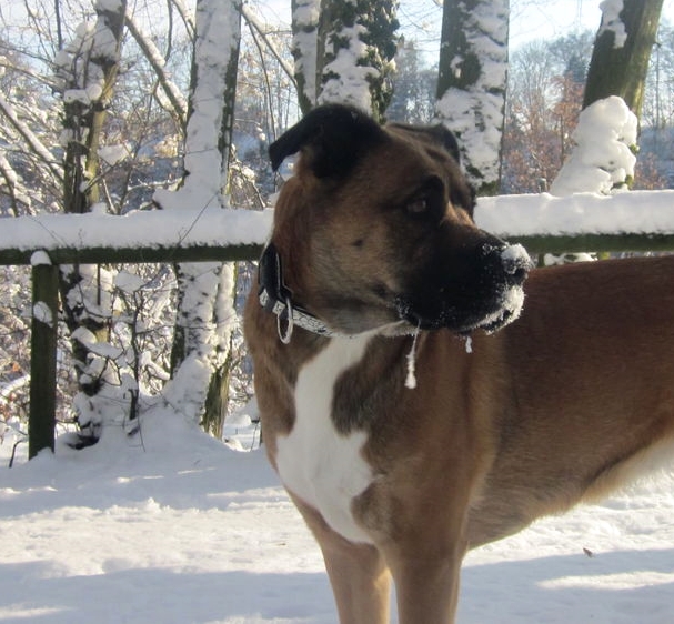 Boxer-Husy-Mix