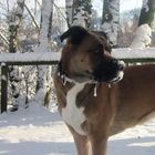 Boxer-Husy-Mix