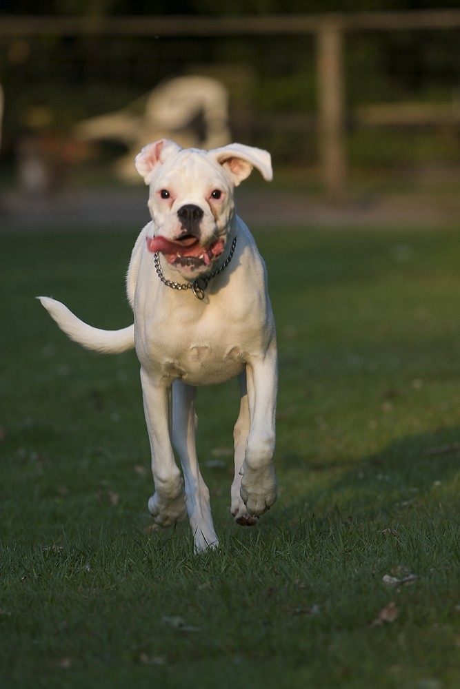 Boxer im Anflug