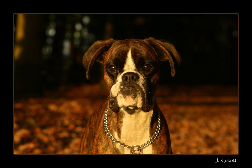 Boxer im Herbst