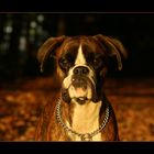 Boxer im Herbst