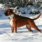 Boxer im Schnee