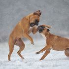 Boxer im Schnee, wie sie sind, .....