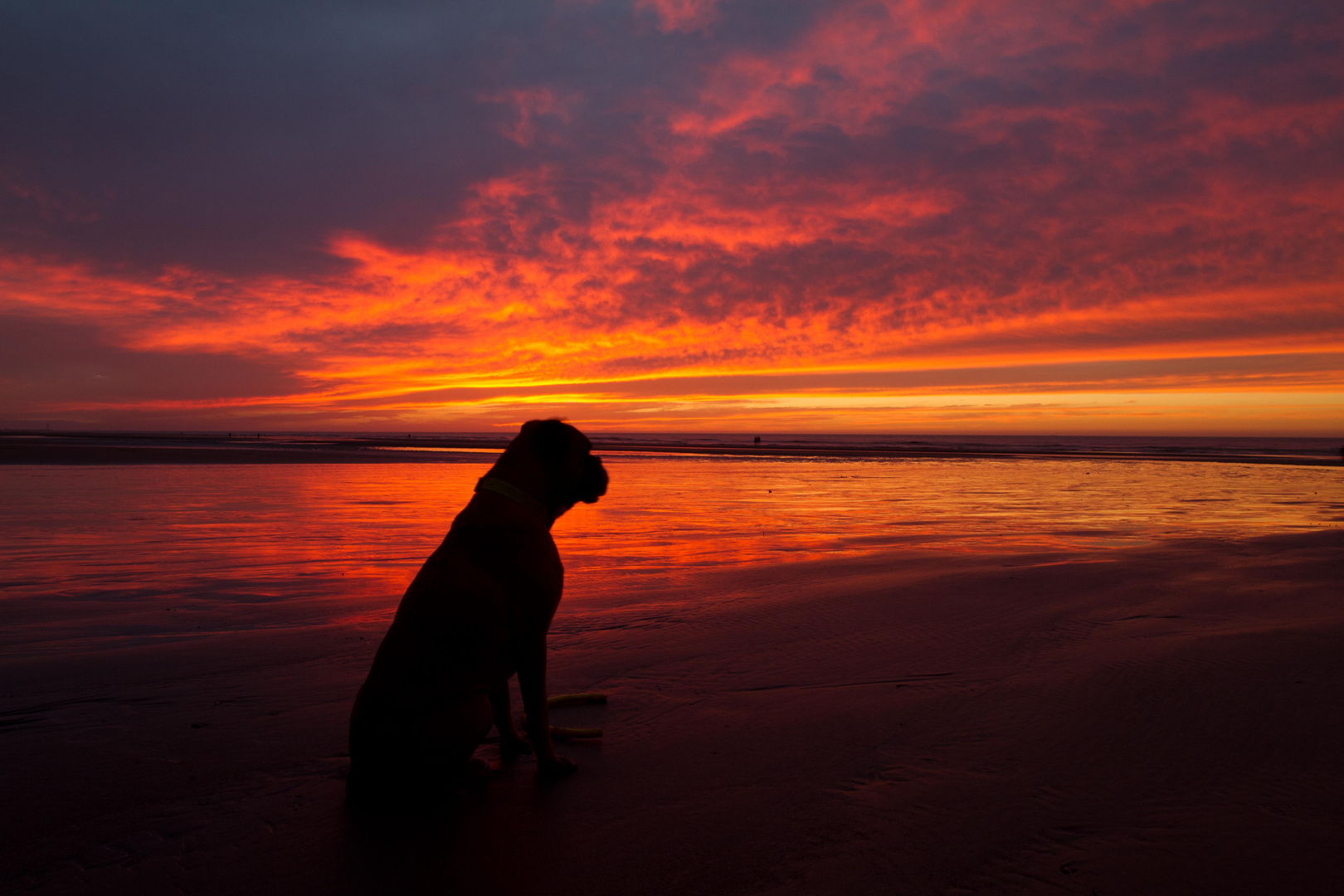 Boxer im Sonnenuntergang