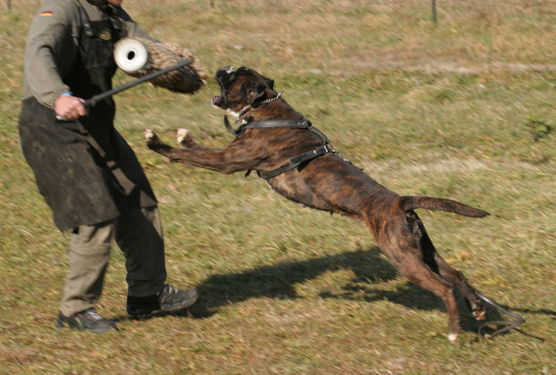 Boxer in Action